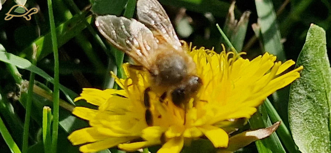 Un&rsquo;ape su un fiore giallo tra le foglie.