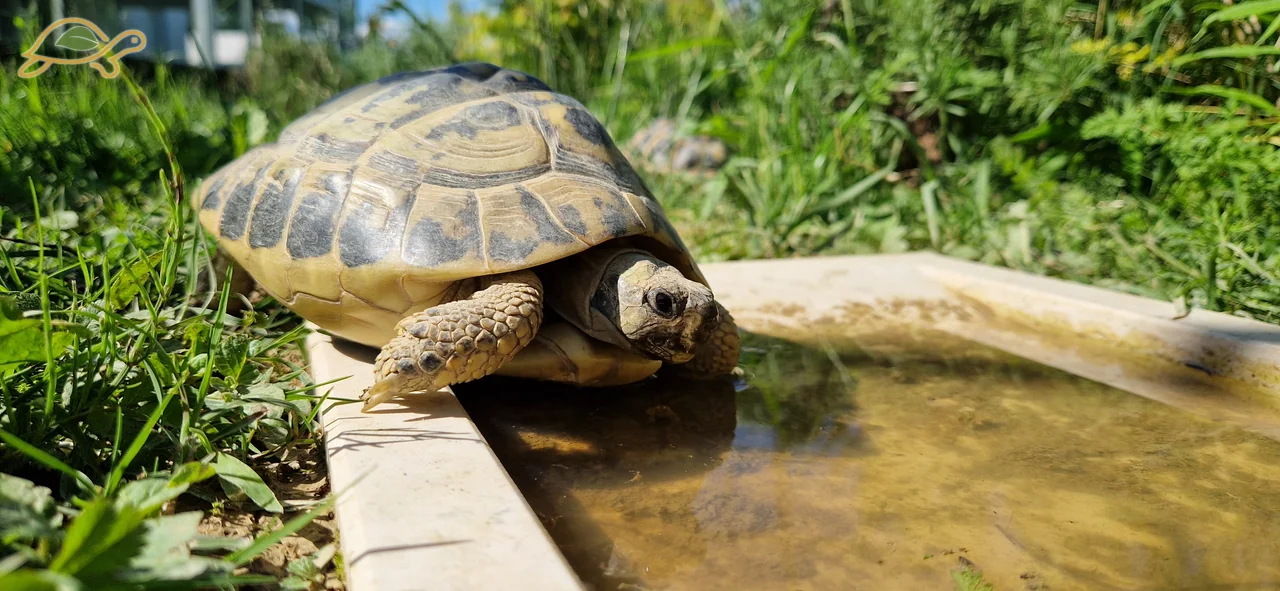 Tartaruga al bordo di un abbeveratoio poco profondo in pietra.