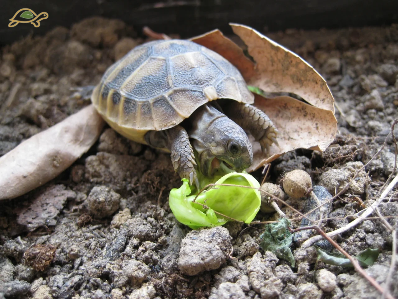 Giovane tartaruga accanto a una foglia verde sul terreno.