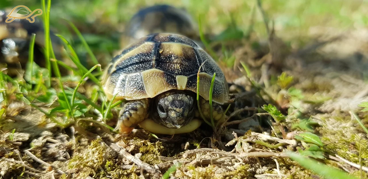 Giovane tartaruga vista di fronte sul terreno fra fili d&rsquo;erba.