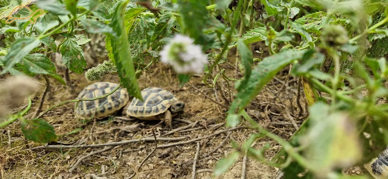 Due giovani tartarughe sotto la vegetazione.