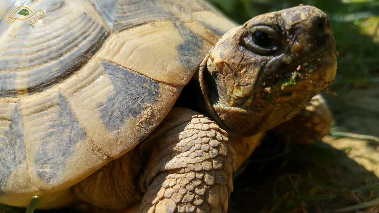Detail of a tortoise’s carapace, head and one leg.