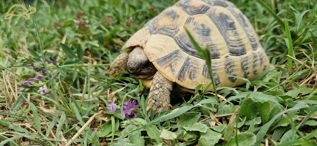 Tartaruga tra erba e piccoli fiori viola.