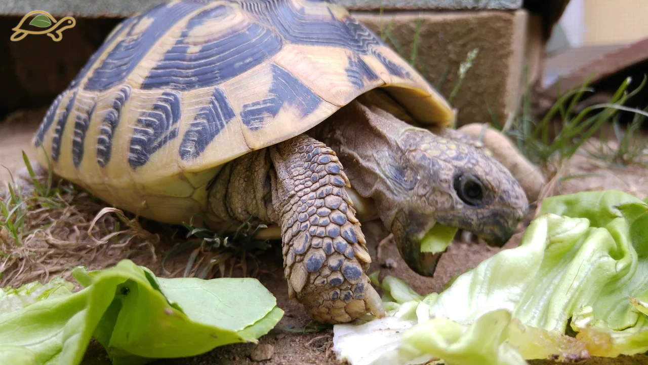 Tartaruga mentre mangia una foglia verde.