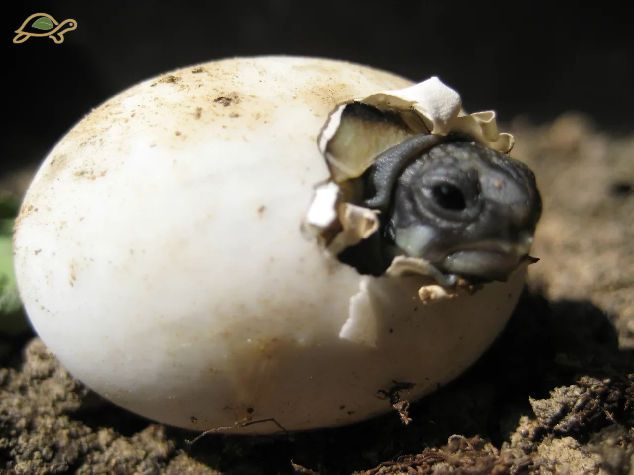 A tortoise&rsquo;s head emerging from an egg.