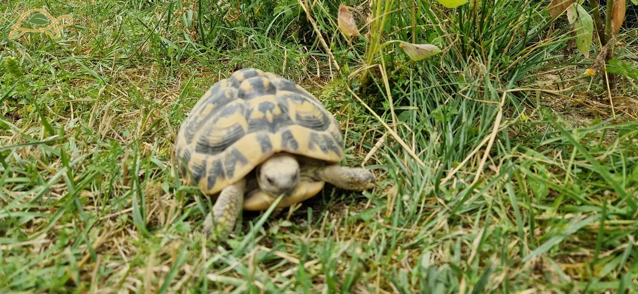 A tortoise seen from above among grasses of different heights.