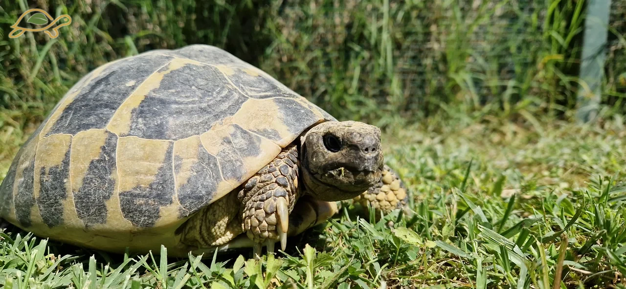 A tortoise in the grass, its head turned towards the viewer.