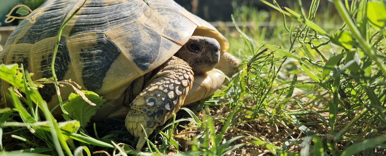 Three-quarter view of a tortoise among grasses and soil.