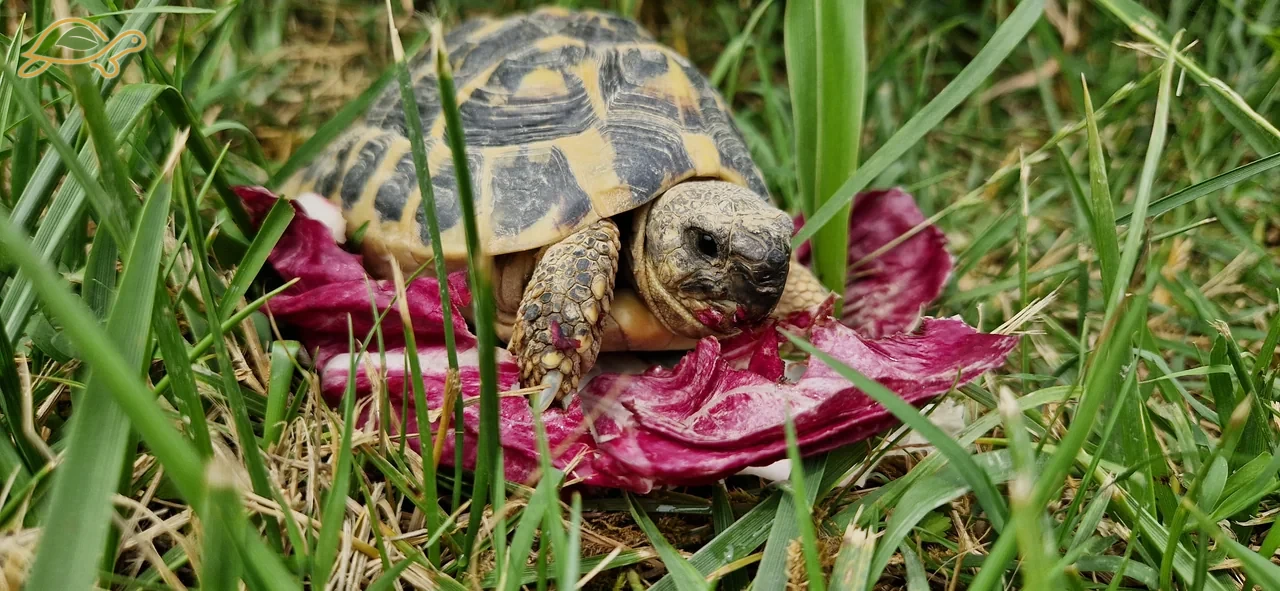 A tortoise beside a radicchio leaf in the grass.