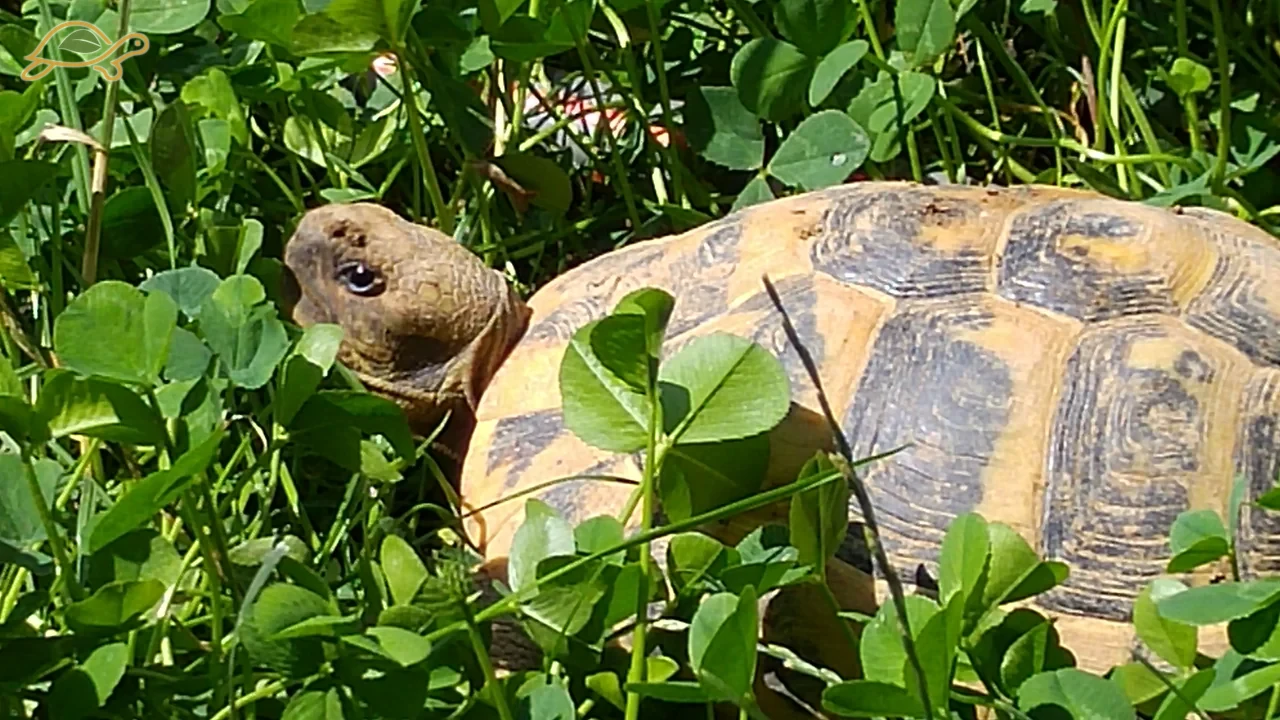 A tortoise with its head raised among clover leaves.