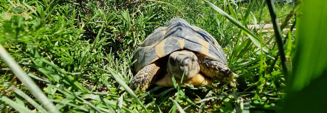 Tartaruga immersa fra erbe e foglie.
