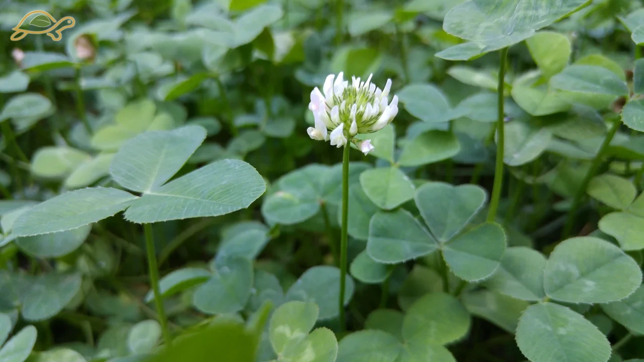 A white clover flower among green leaves.