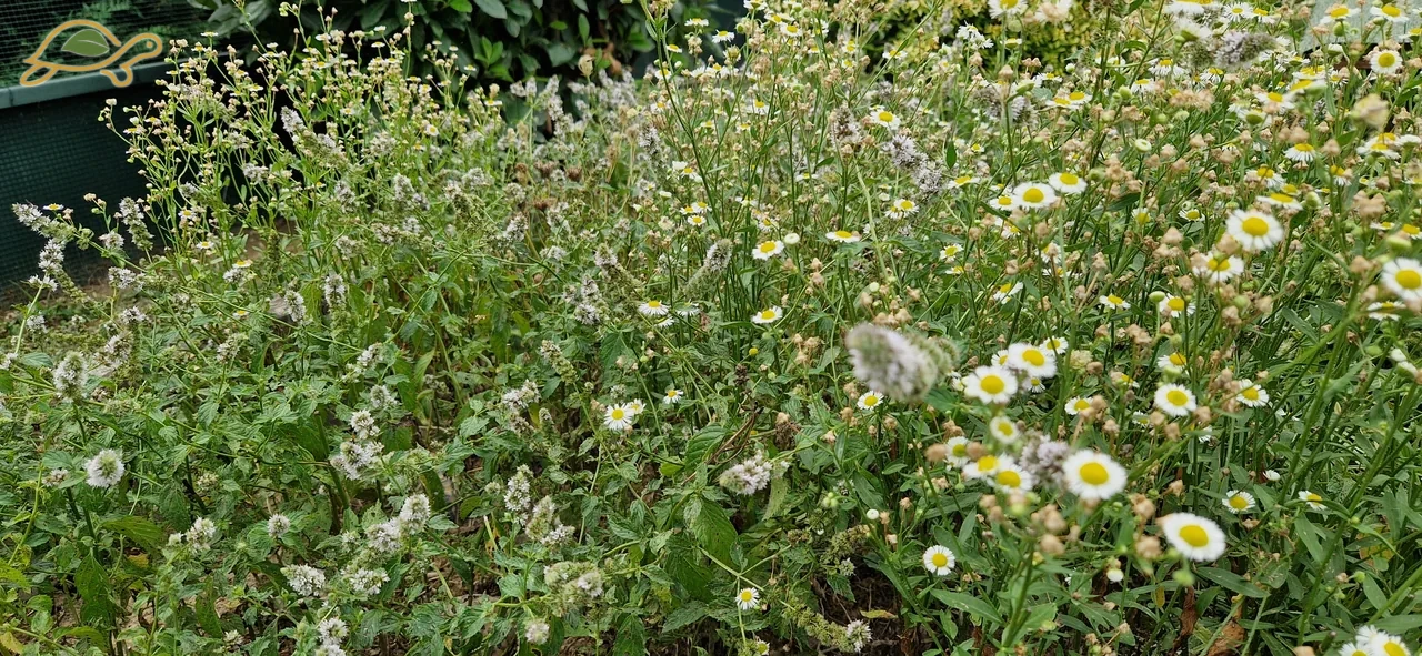 Vegetazione fitta con piccoli fiori bianchi.